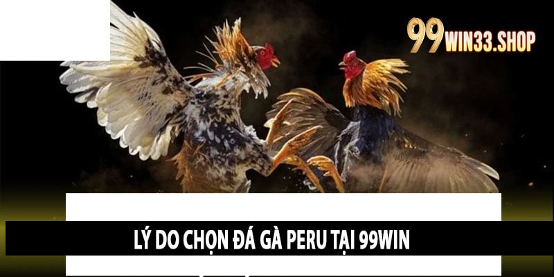 Lý Do Chọn Đá Gà Peru Tại 99win