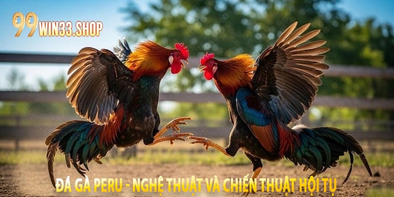 Đá Gà Peru - Nghệ Thuật Và Chiến Thuật Hội Tụ